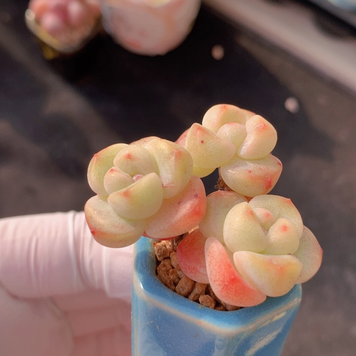 031 果冻冰玉 3头 木质