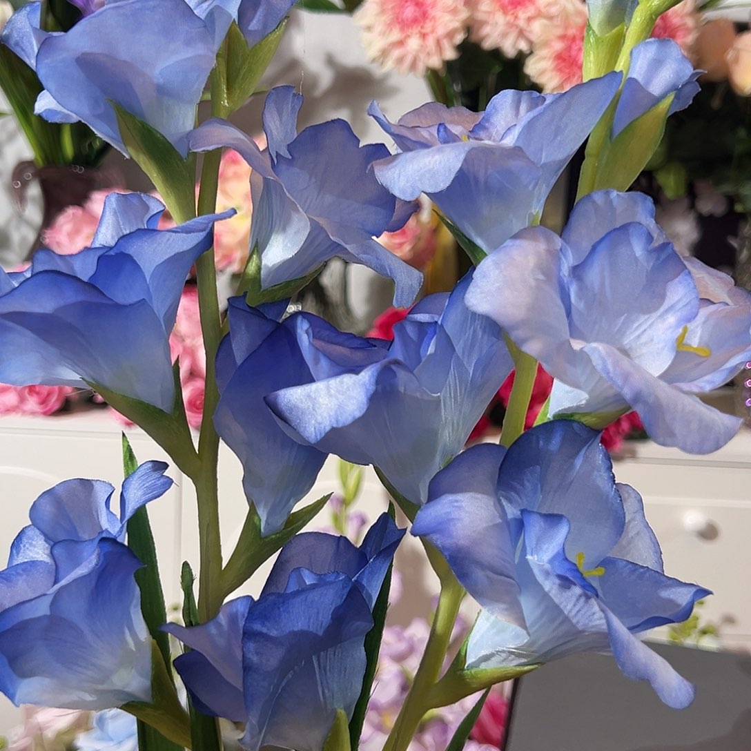 2枝蓝色剑兰花。        