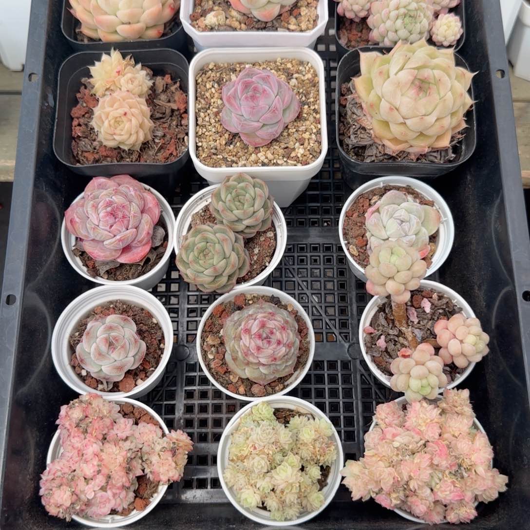 框拍框拍0219-140