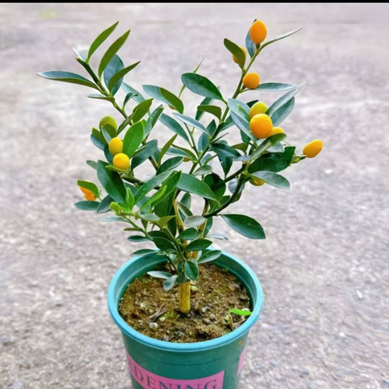 福豆豆脆皮金桔树苗盆栽地栽四季开花结果耐寒