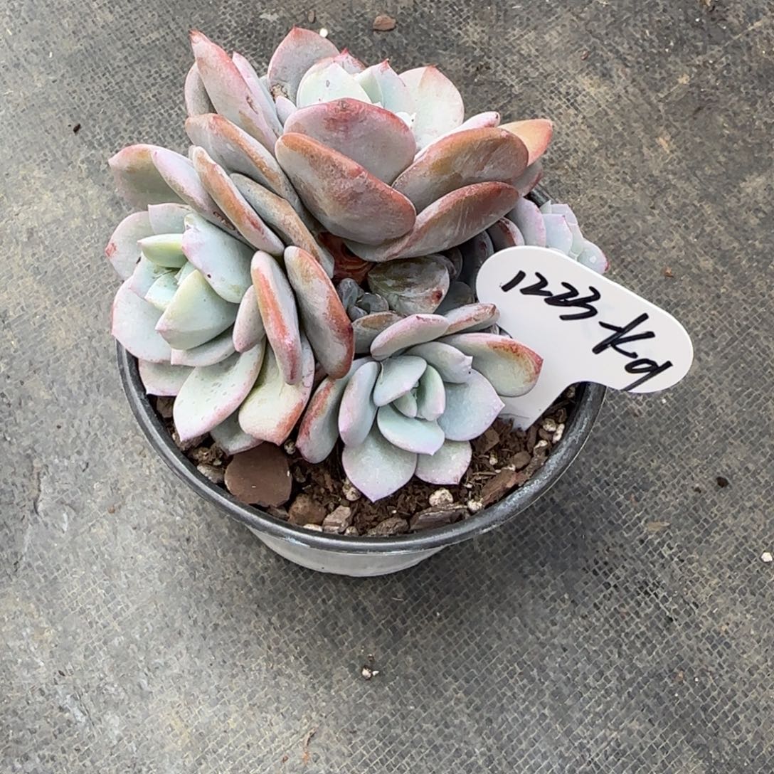 *****K01寄养阿啊阿啊阿啊