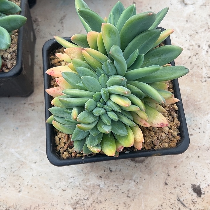 海洋之歌群生缀化多肉