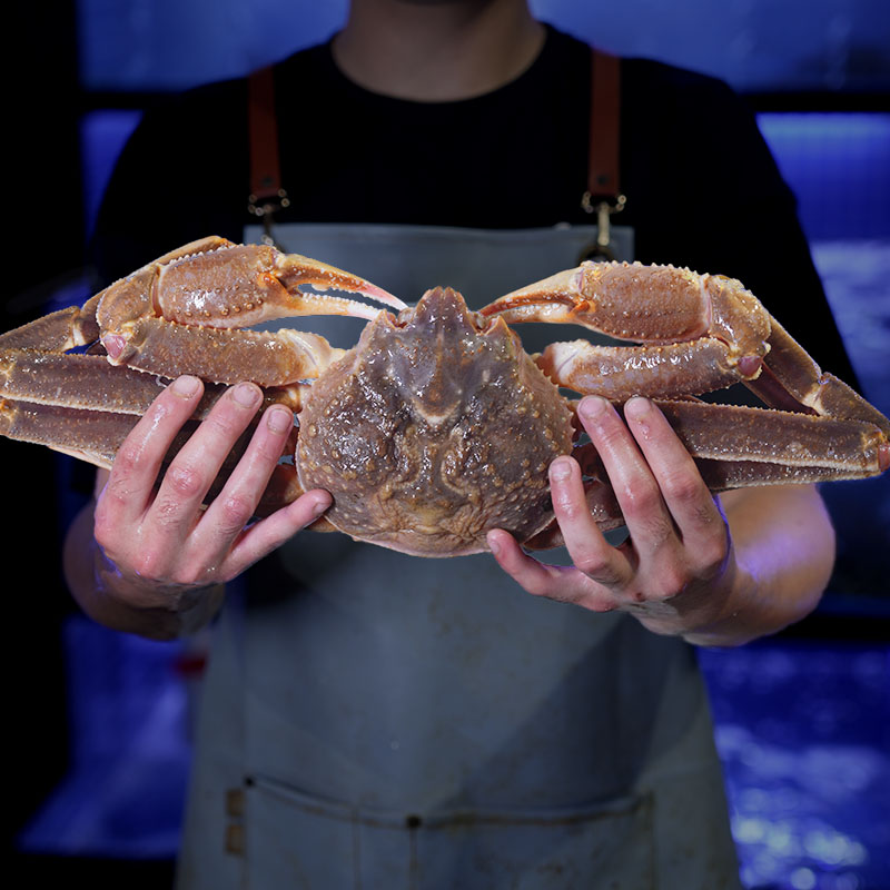 【充氧活发】特大号活松叶蟹雪蟹 一只  默认缺水5%