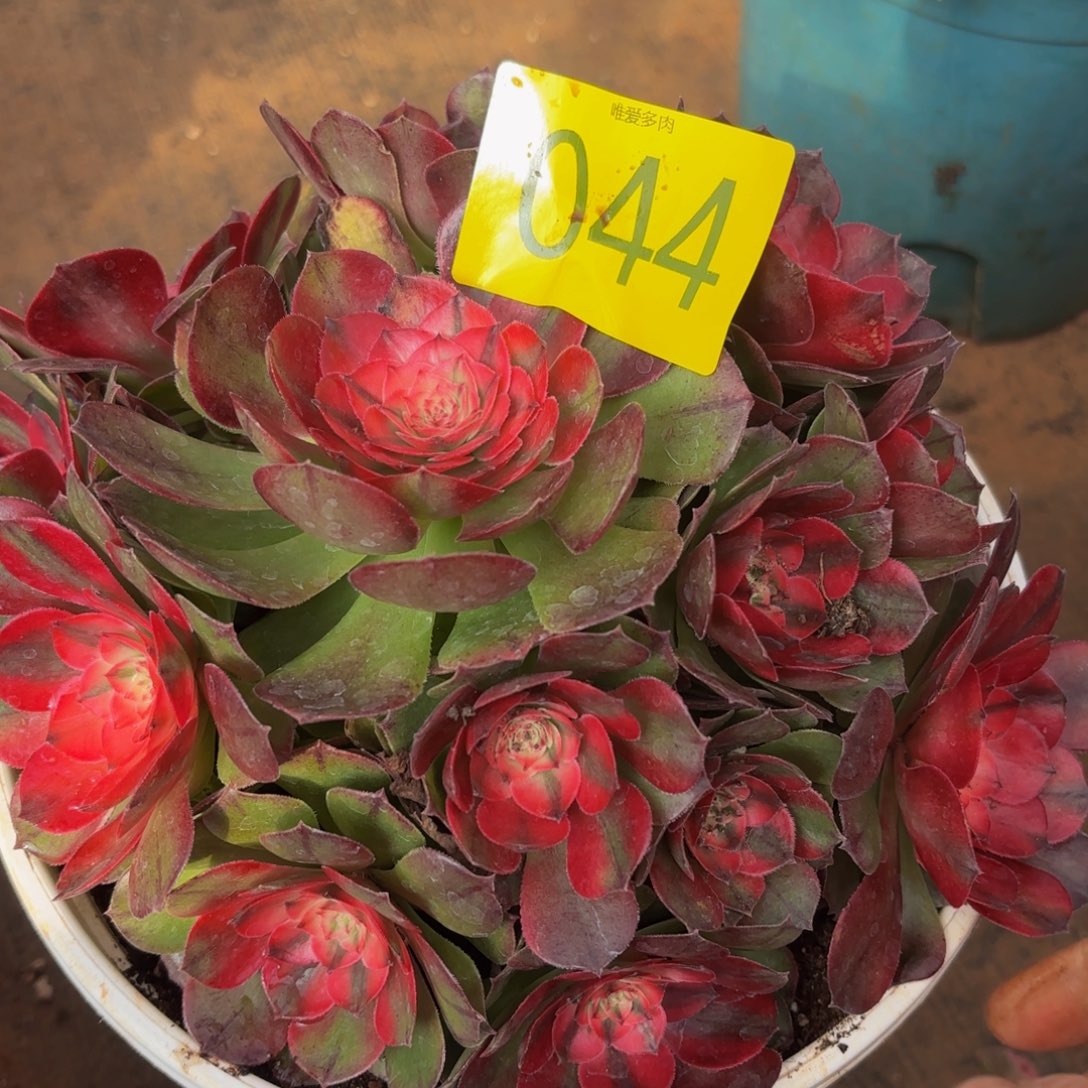 哈哈多肉葡萄福利044