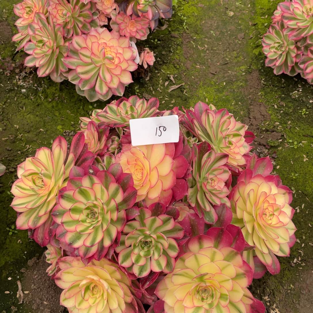 老五多肉1501111111