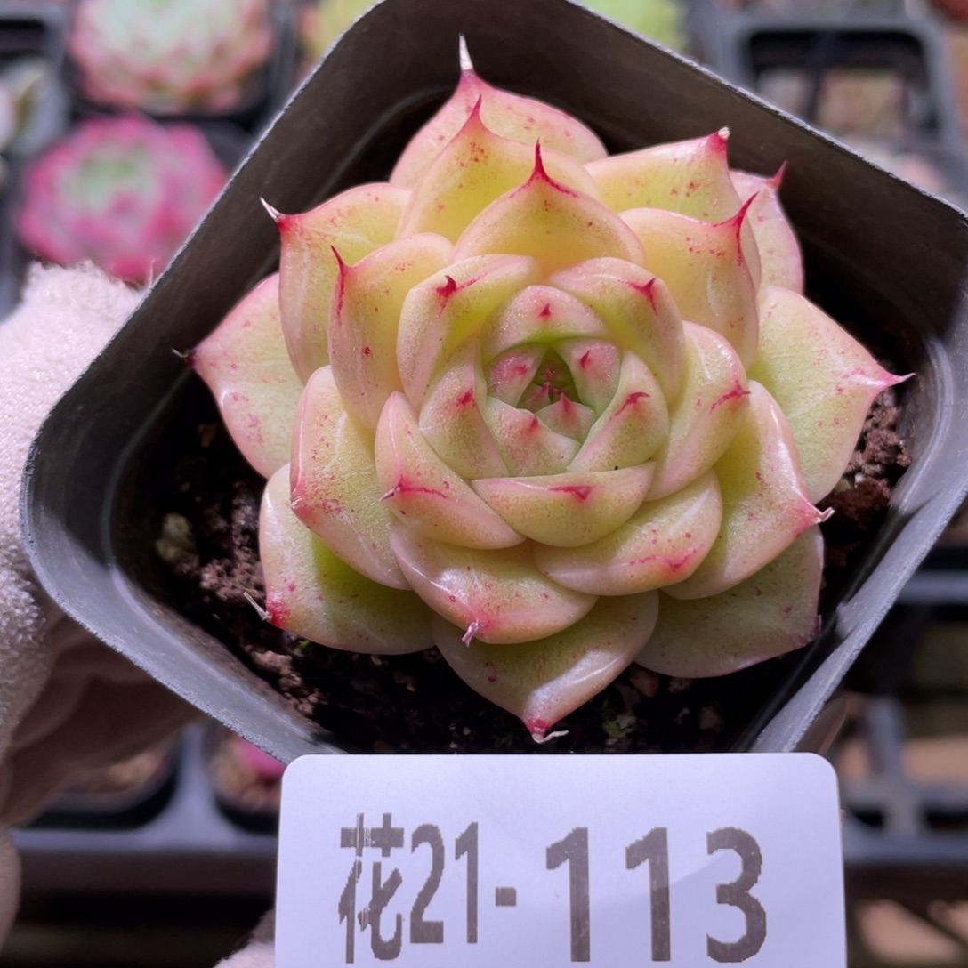 花利美21-113麦秆