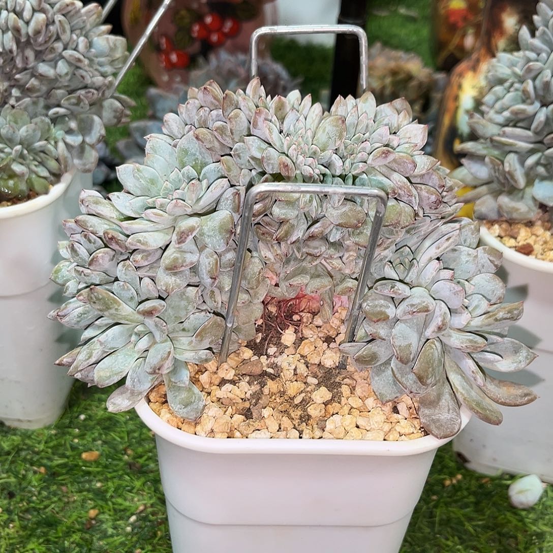 星影缀化多肉植物