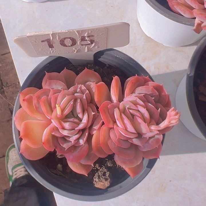 健健康康平平安安