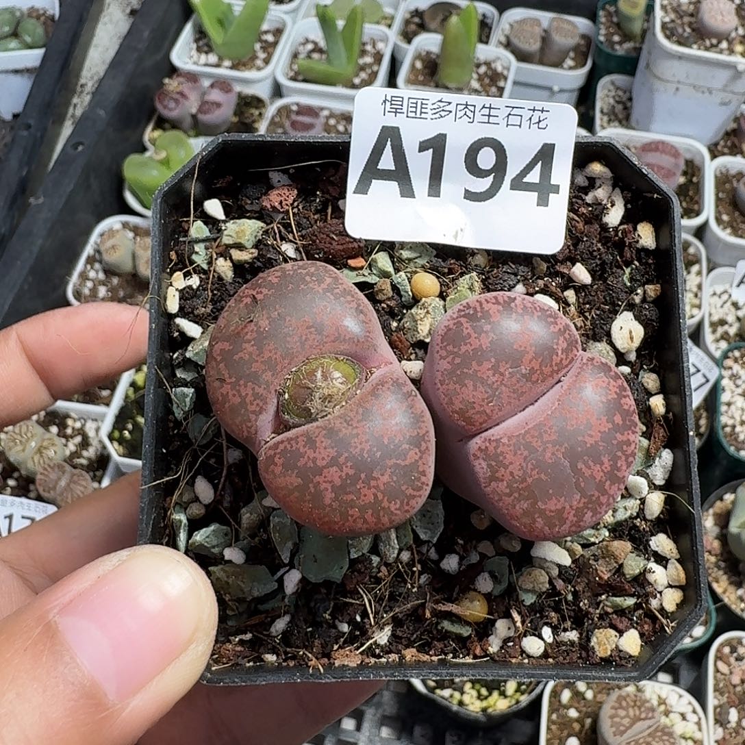 多肉植物多肉植物