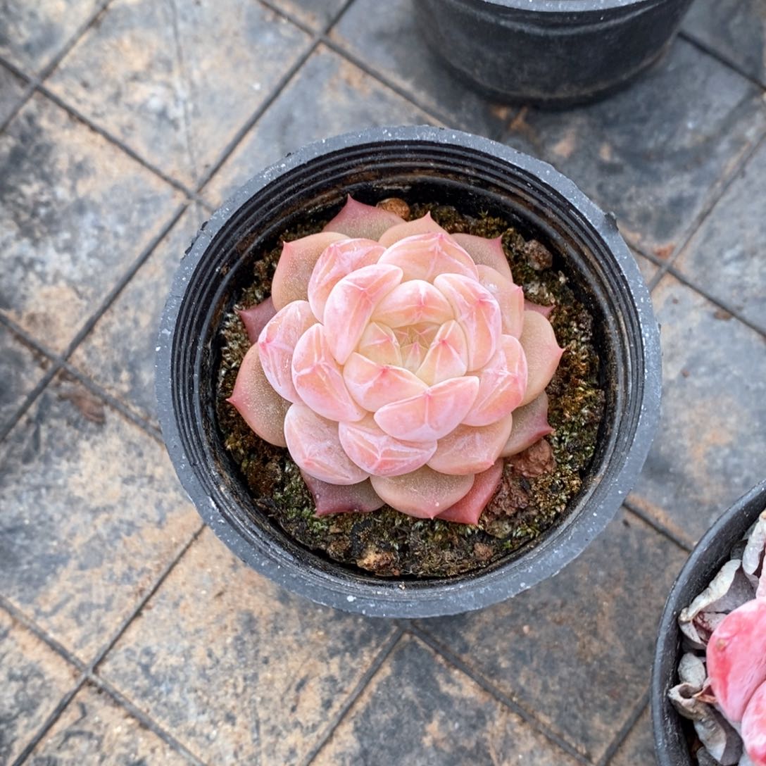 精品多肉一物一拍不包整3