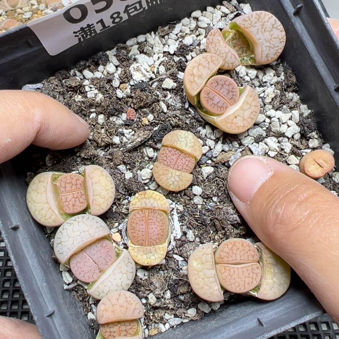 【闪购商品】058……