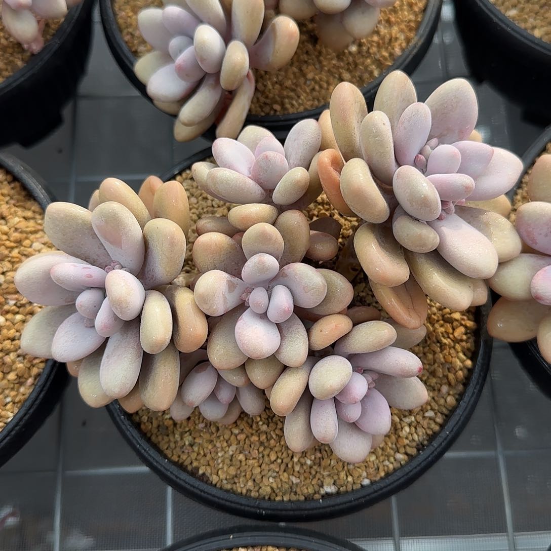 从前慢甄选多肉编号亚美奶酪