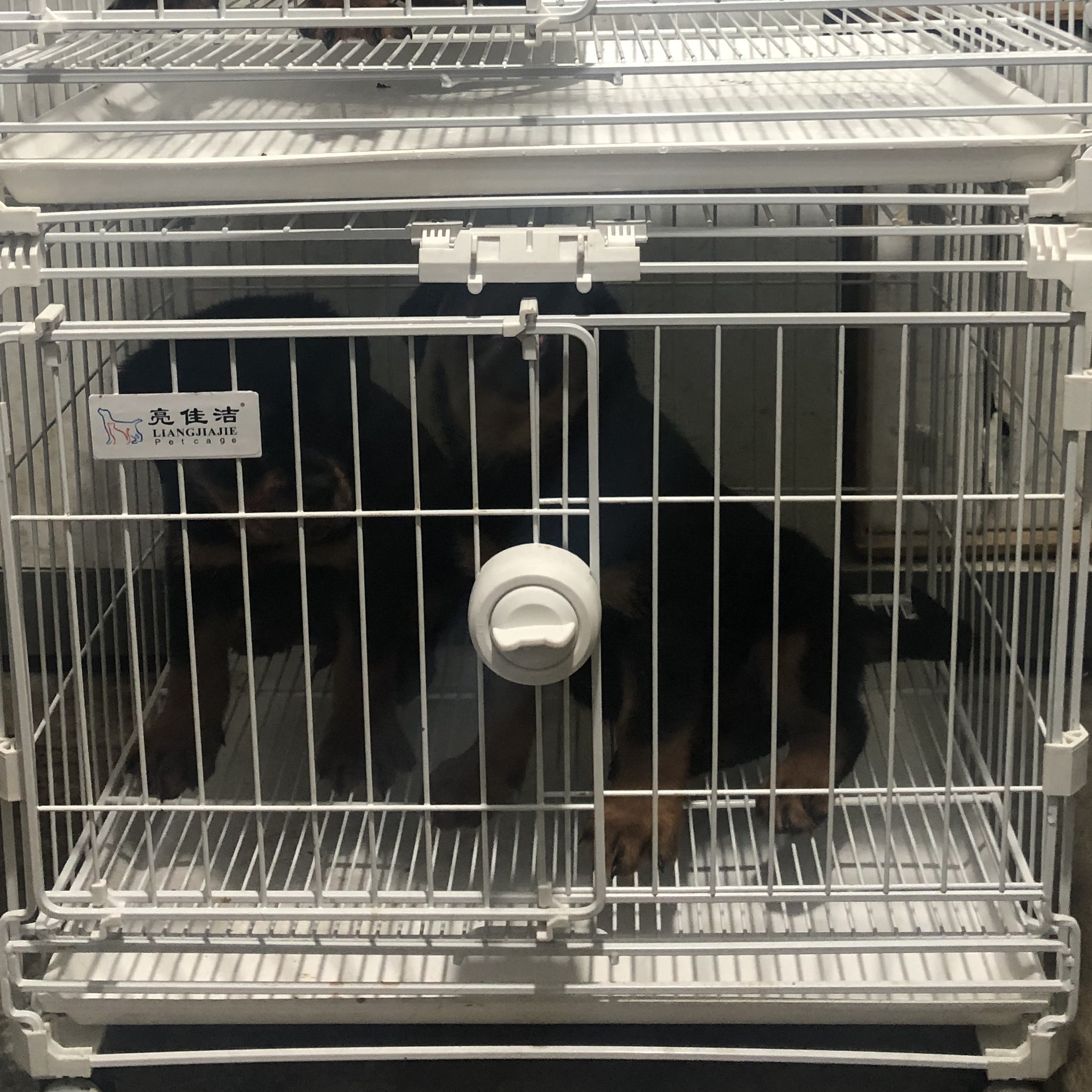 定制款，高端宠物展示笼定金