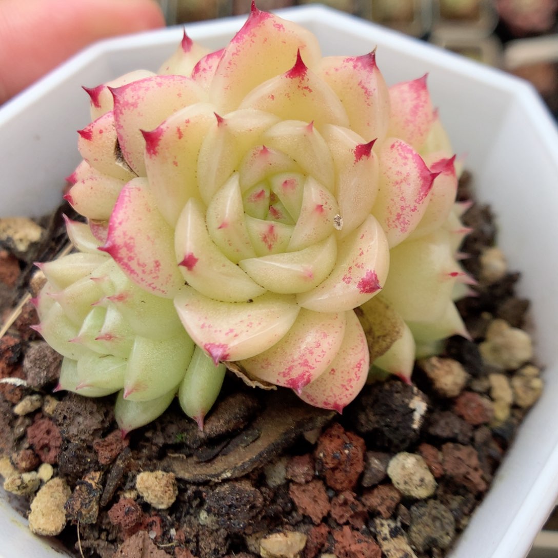 G32 ，20包邮两天凑单