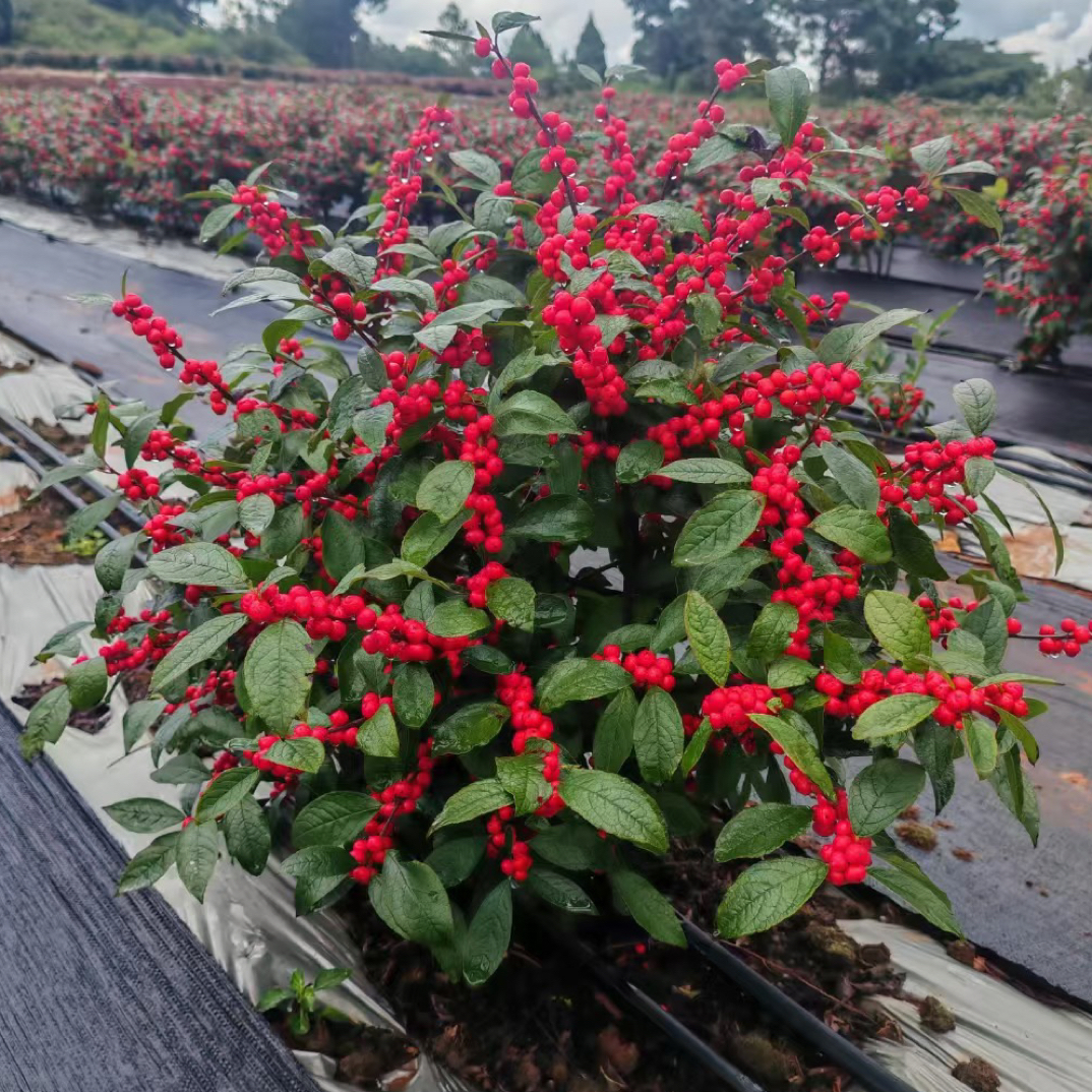 北美冬青树苗年宵花卉观果红果室内室外庭院植物耐寒耐热绿植盆栽