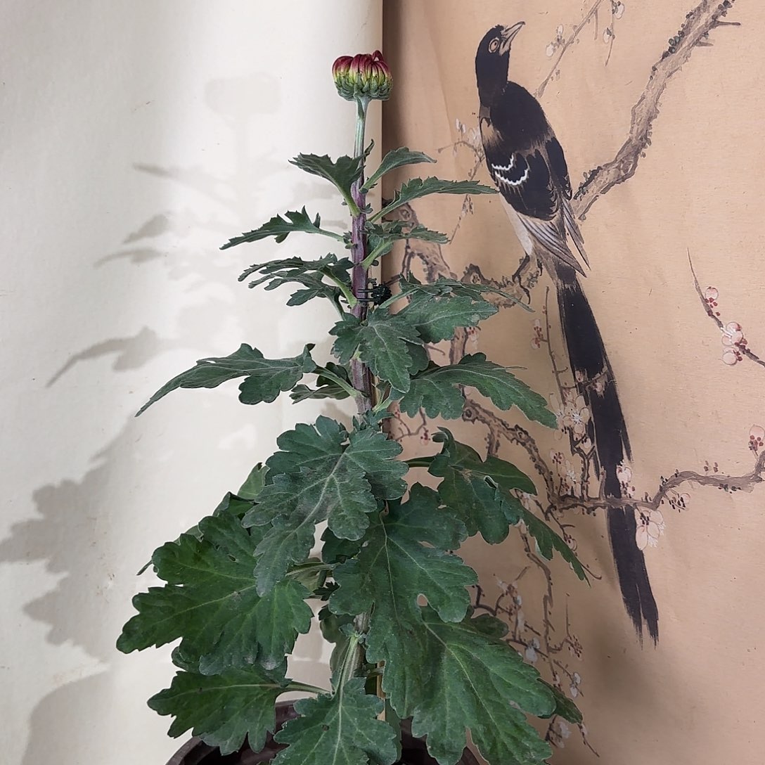 全部花朵D9999999