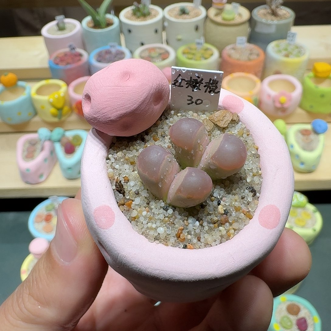 红陶蘑菇278红橄榄