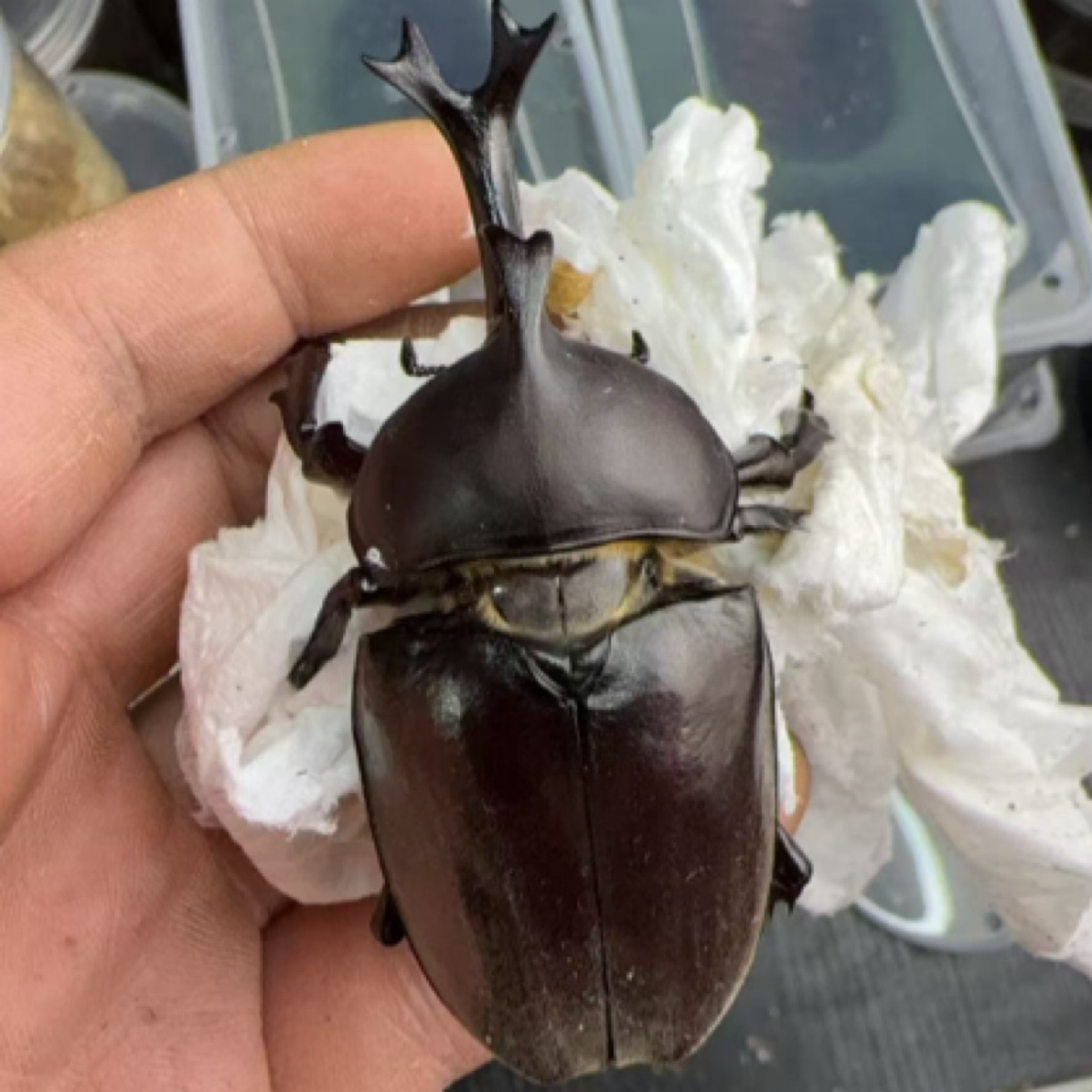 独角仙 卡布达成虫活体（套装）75mm+