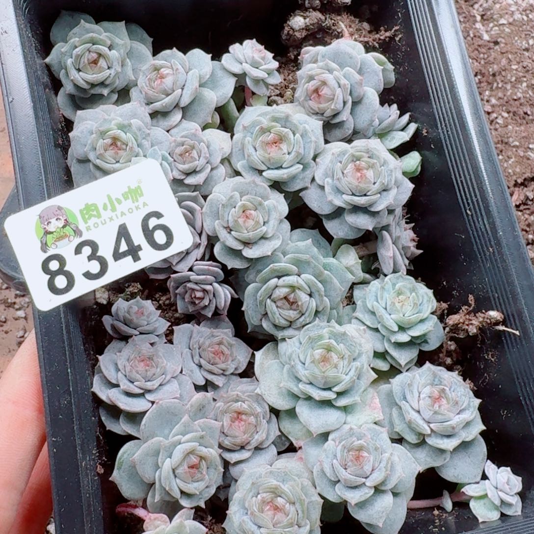 小***哇多肉植物多肉植物