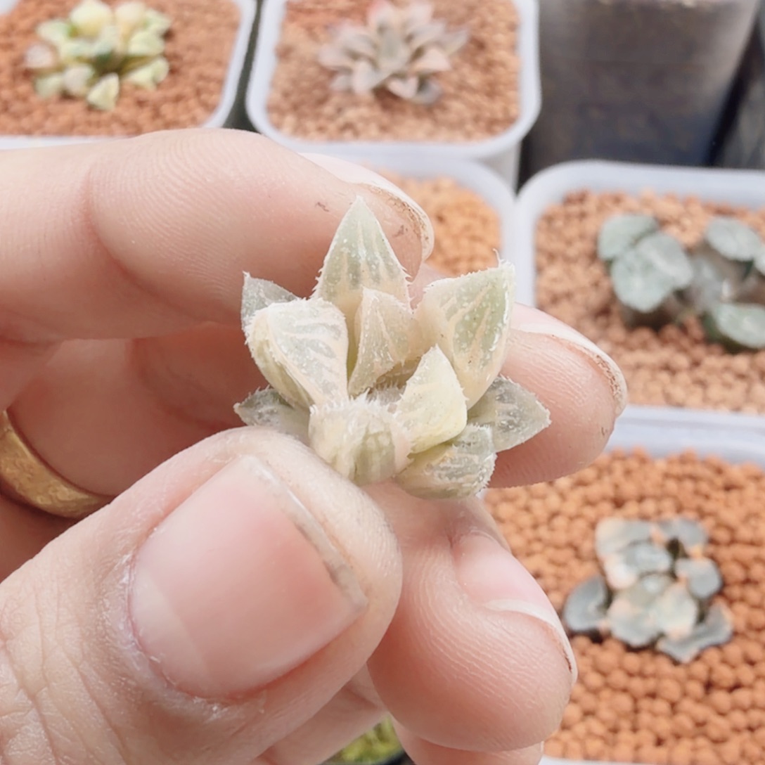 十二卷氷砂糖糊班无根