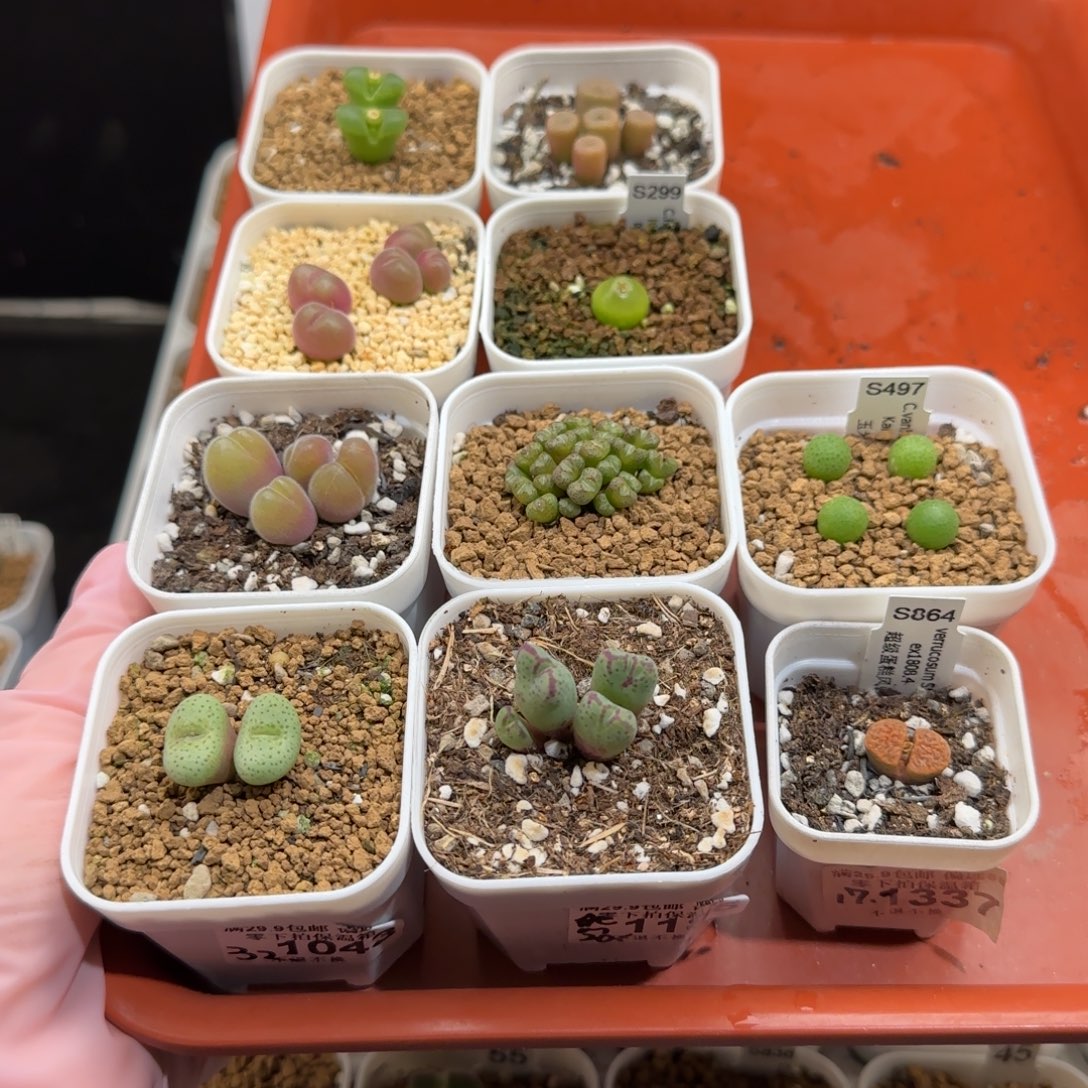 ****肉锥多肉植物组合-有疤1238