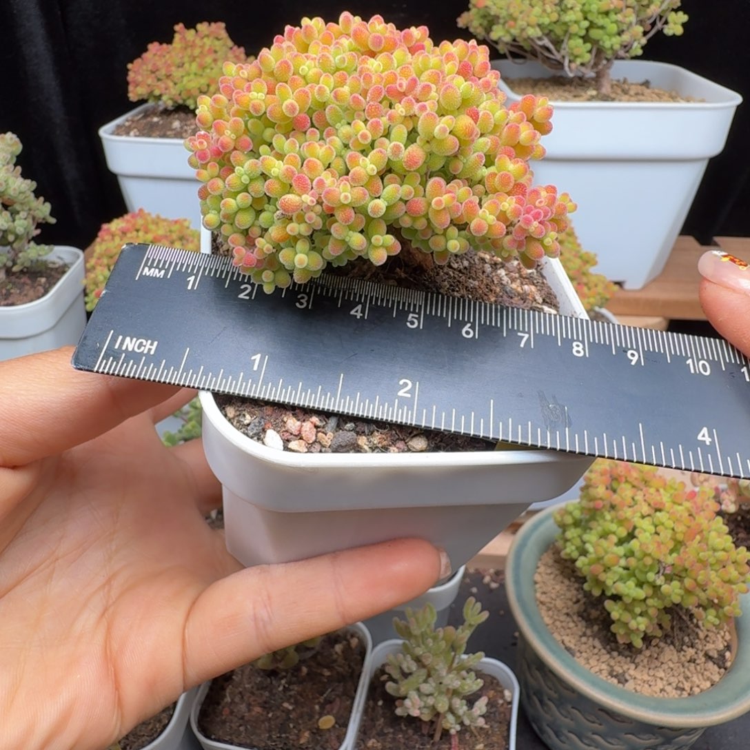 a5号蜜橘冠服6厘米左右清台福利