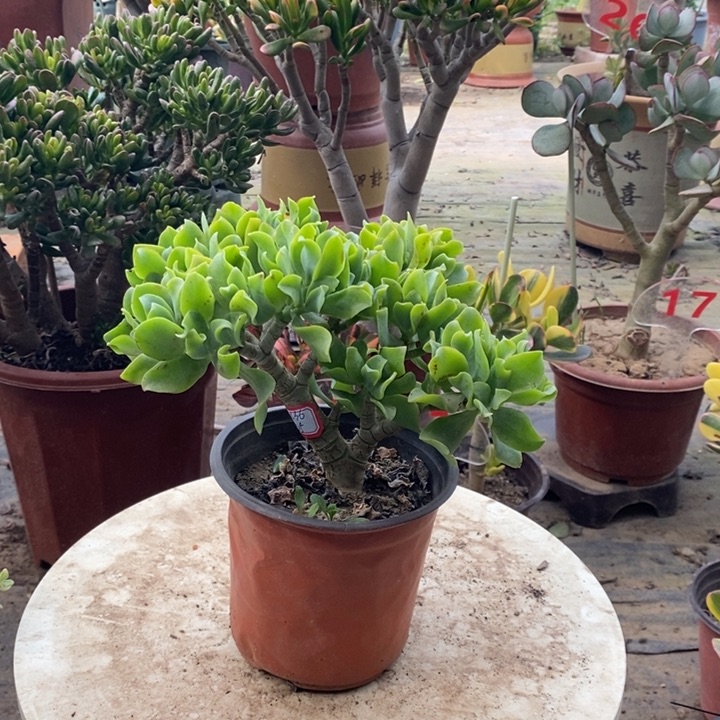 海带知更鸟一物一拍