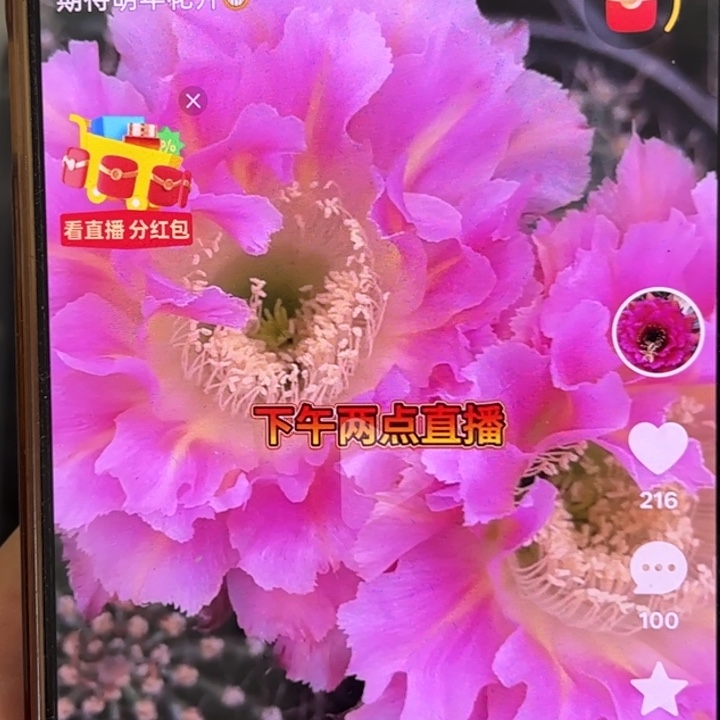 无花朵无根彩草歪077