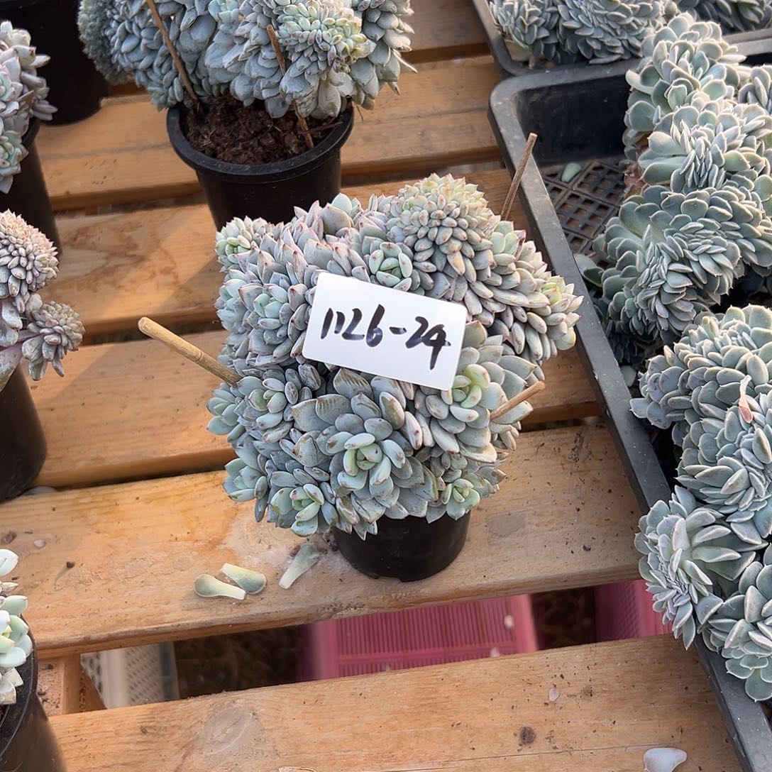 Z***o1126-24星星橙缀化多肉