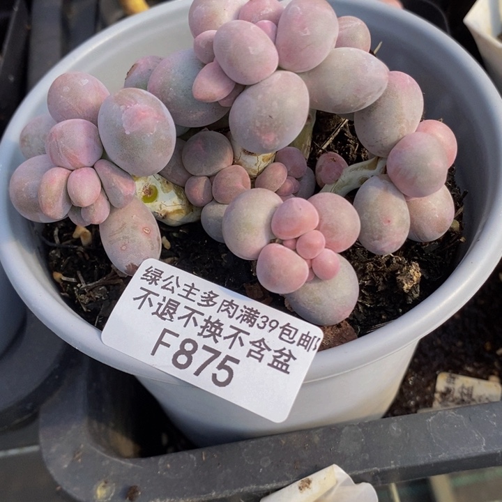香水手指奶9cm875多肉植物