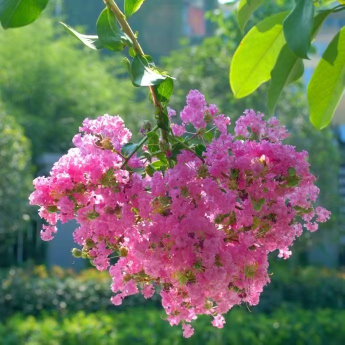 耐寒紫薇老桩花期长花量大可用于庭院景观种植一物一拍原生盆景