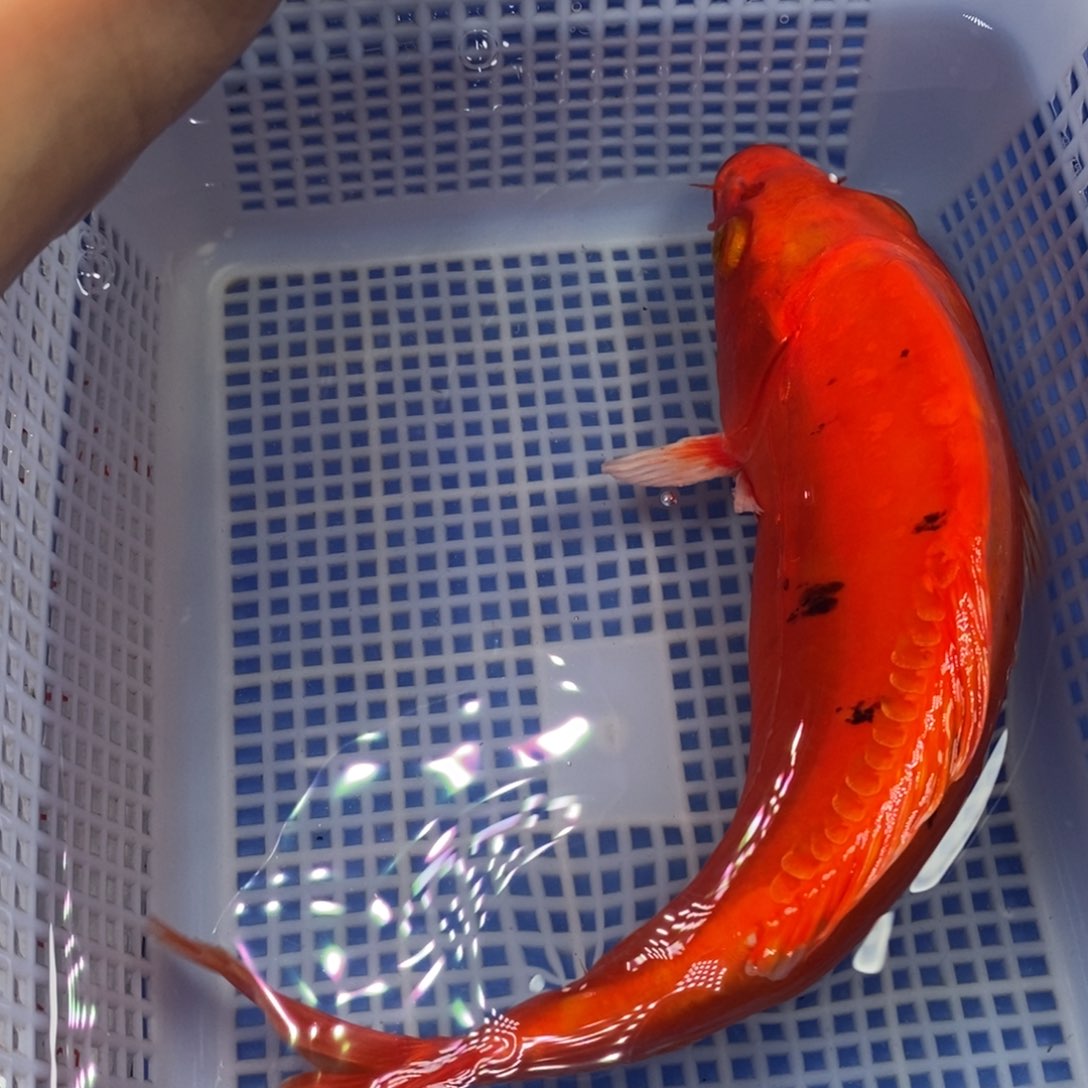 锦鲤冷水锦鲤包邮