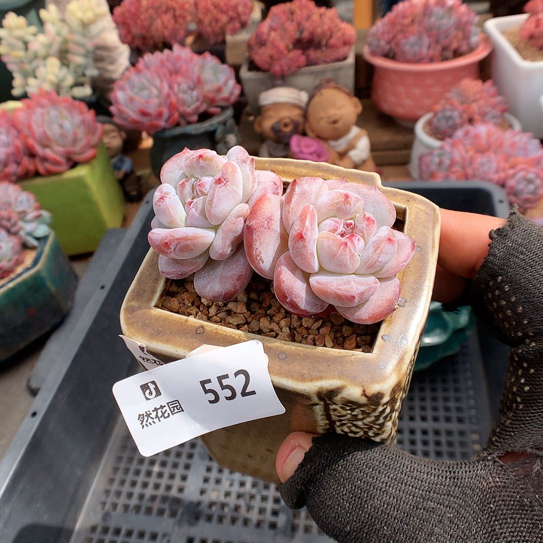 552星影多肉植物6666