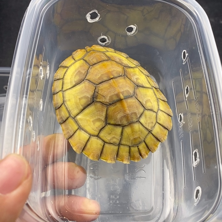 巴西彩龟母66666666