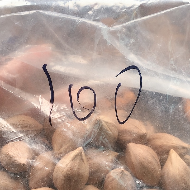 吊坠橄榄核苏州工业园区