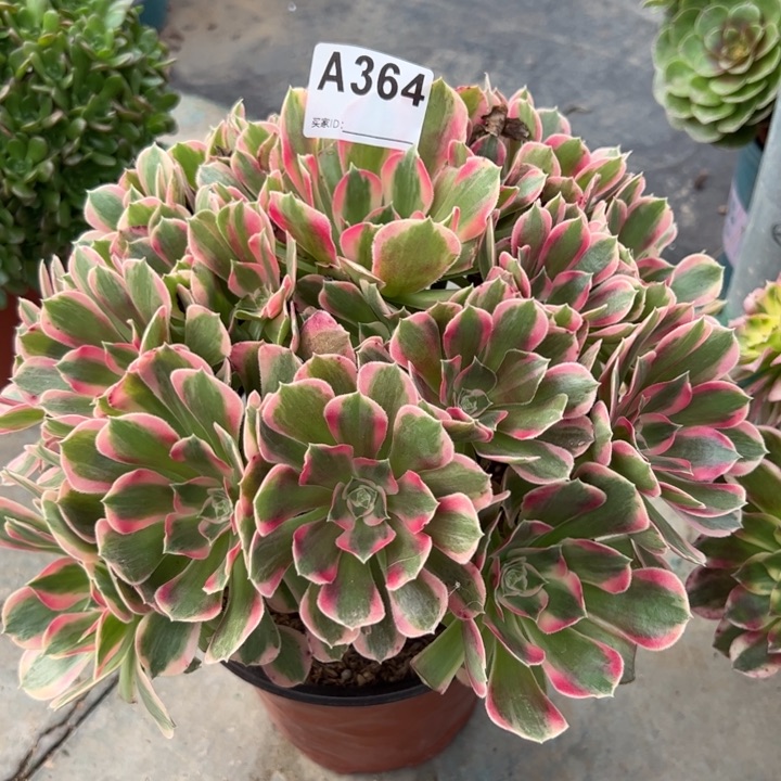 364妖月25厘米左右