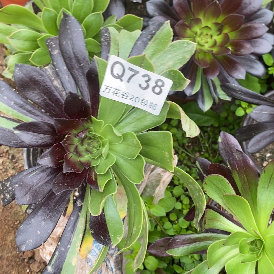 738阴阳脸多肉植物