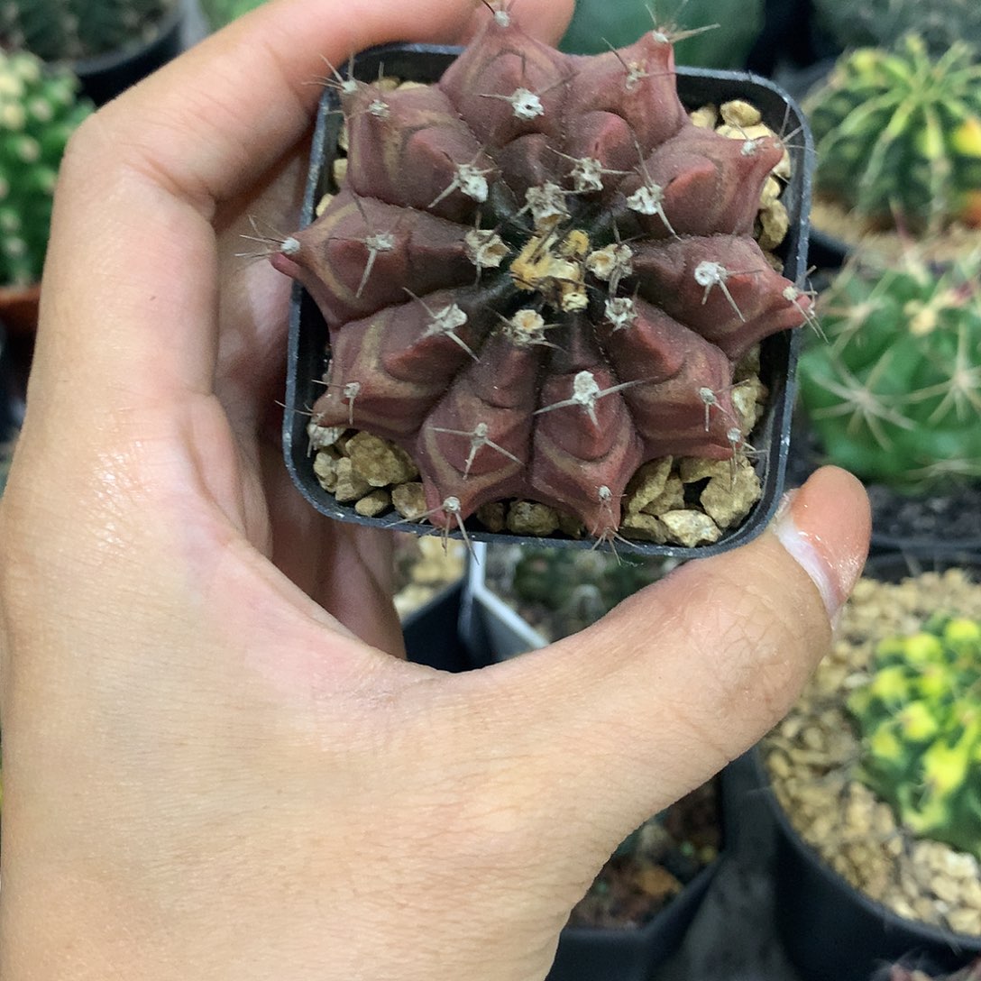 实生根紫色龟甲牡丹