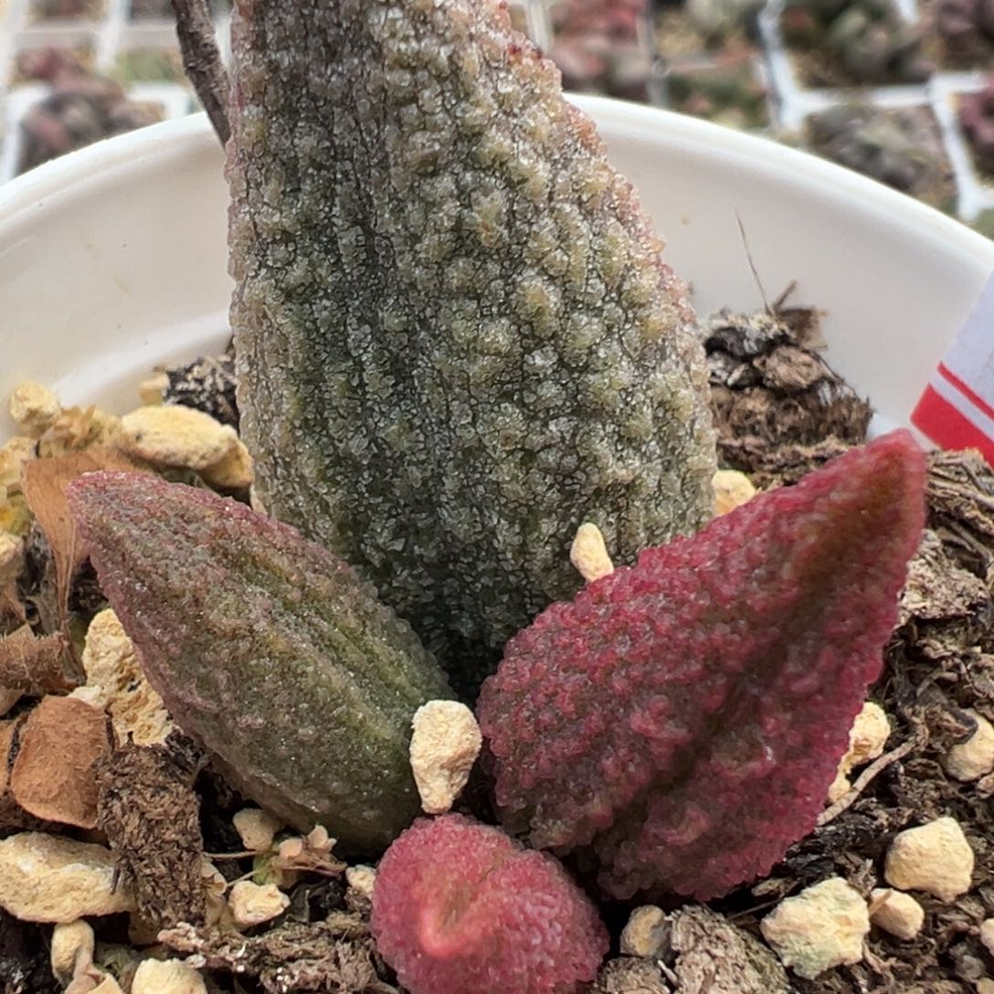 蓝魔多肉植物水泡