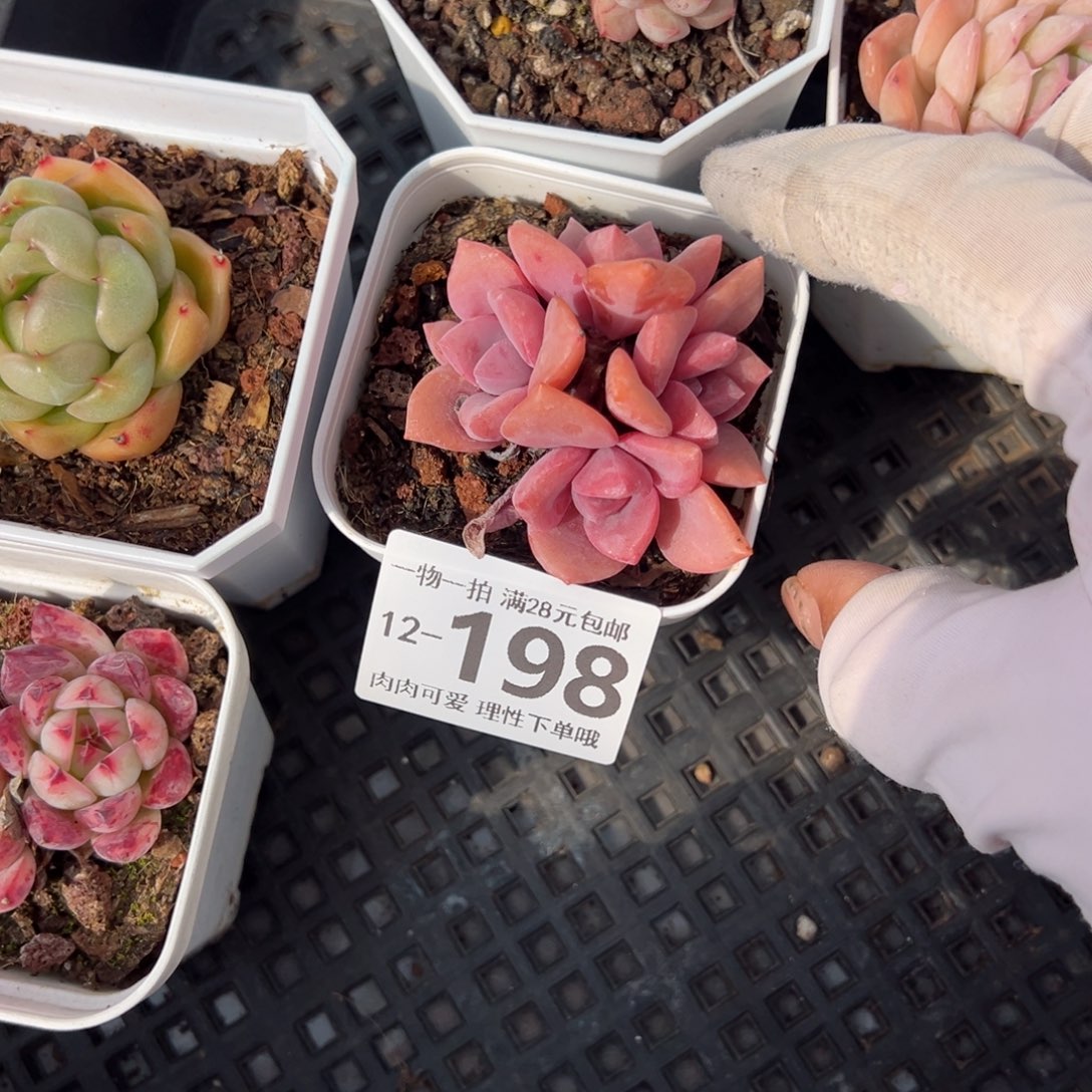 糖果美人多肉多肉多好