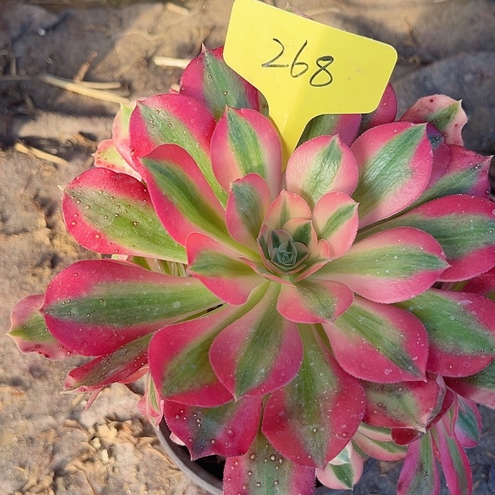 268一颗粉女巫法师