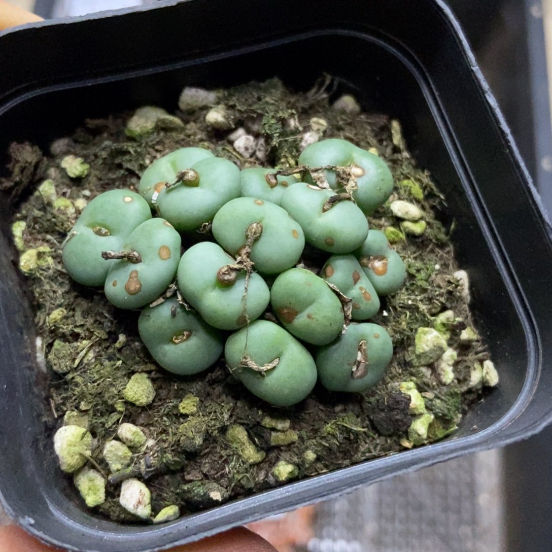 7587一盒七方紫花小饼