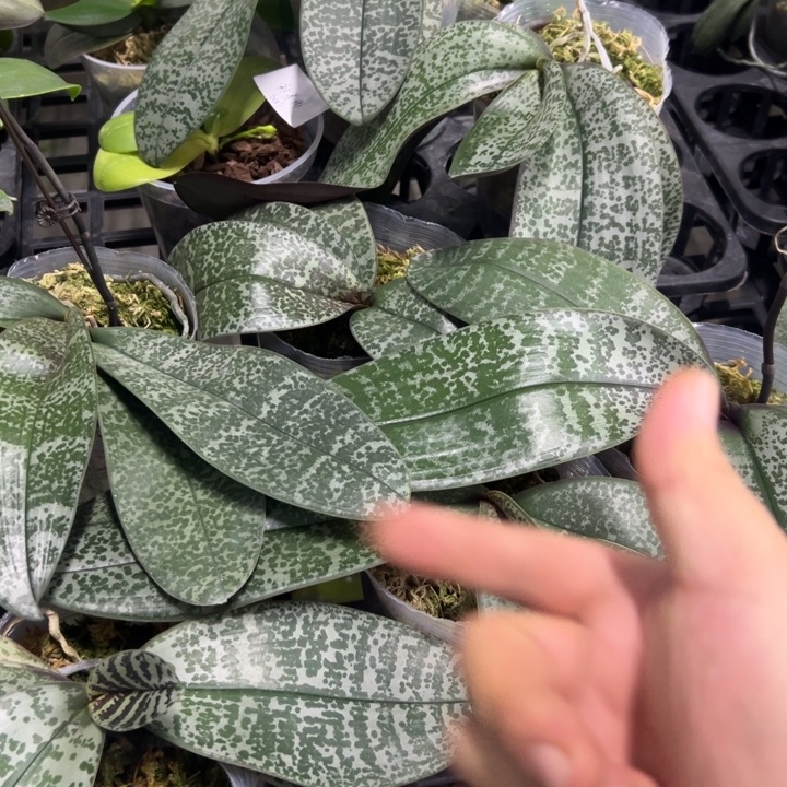 完全开放A333高呀苗4.5