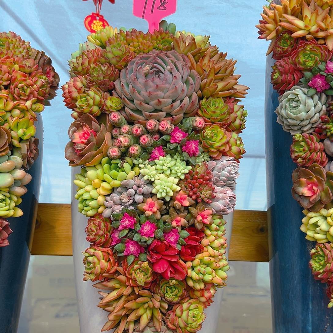 118全家福大号组合