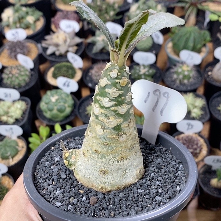 199号实生白皮琉桑5cm