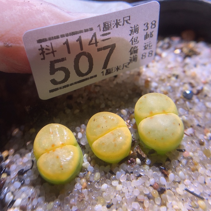 精品生石花114.507