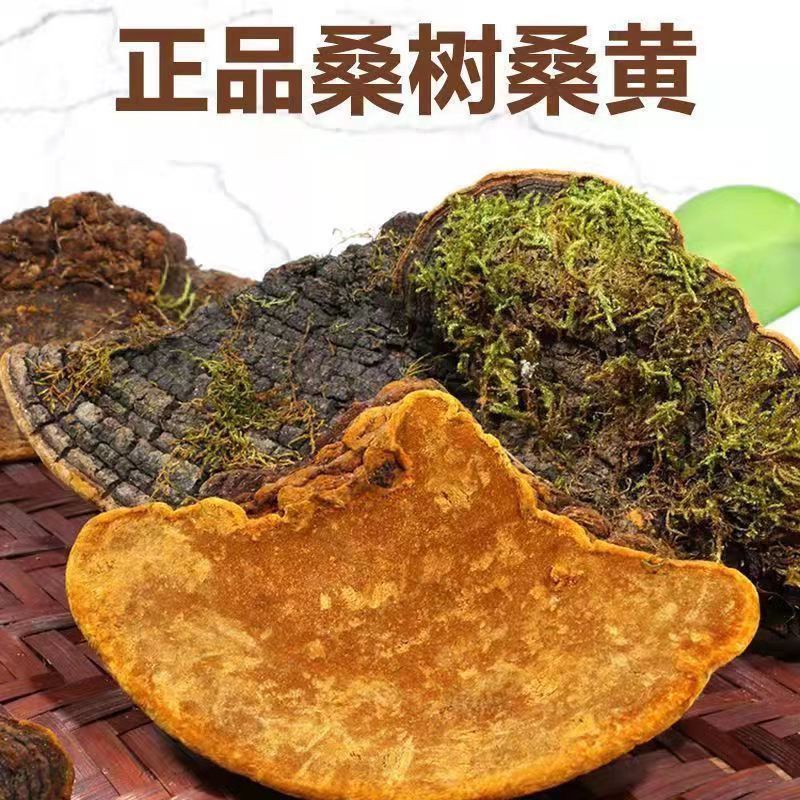 精选[桑黄]泡水煮水煲汤山货