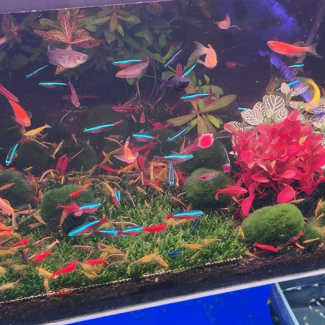 灯科鱼灯科鱼合集30条(20条送10条备损)