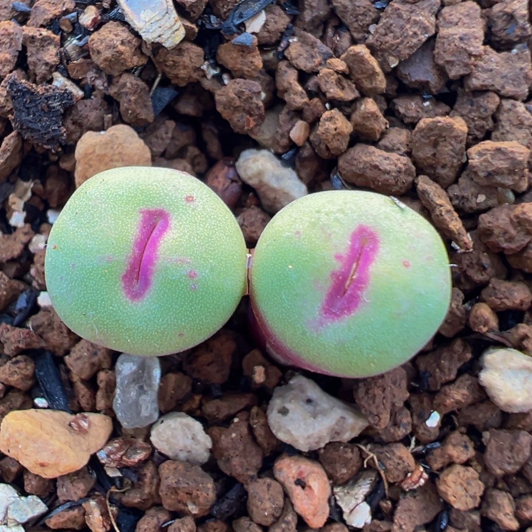 2905多肉植物小红嘴