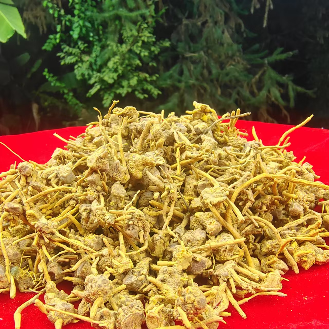 3【龙-须-石-斛】净含量：500g-1000g【丹丹现收】枸